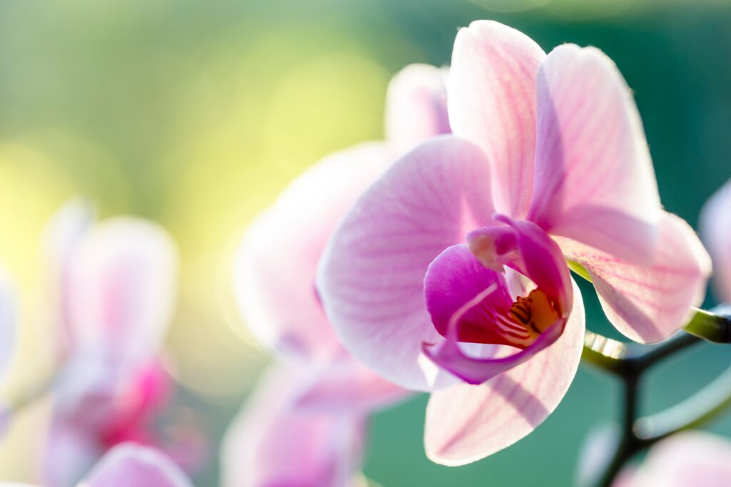 7-tips-for-choosing-the-perfect-orchid