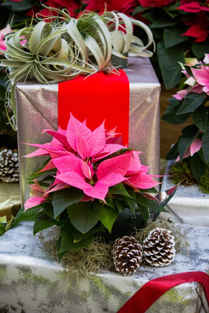 How to look after a Poinsettia Indoors