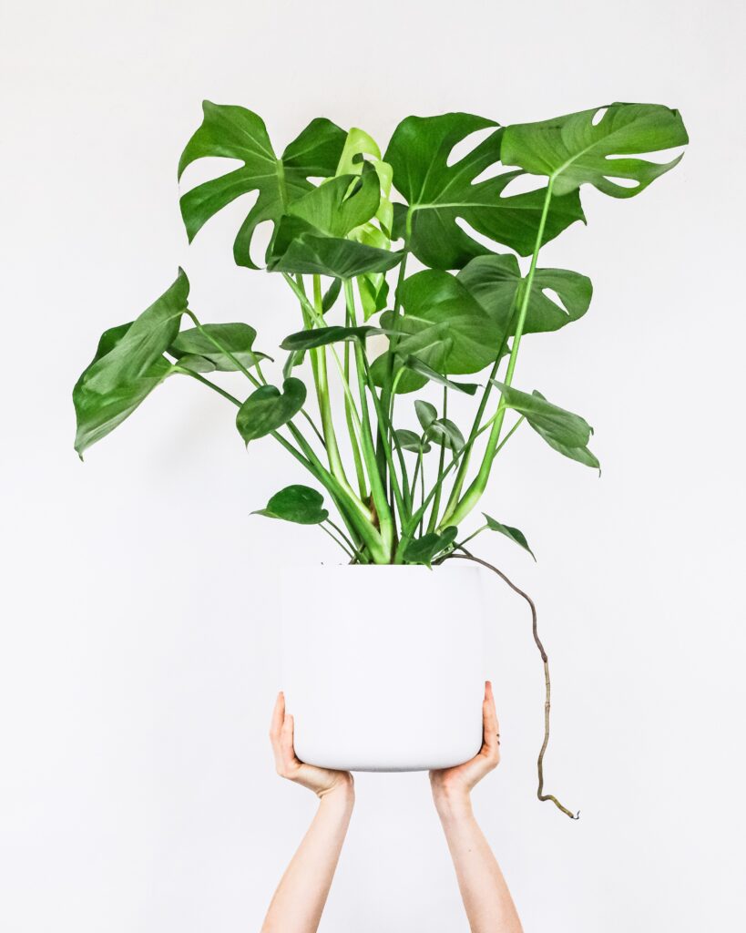 How to Look After a Monstera Indoors