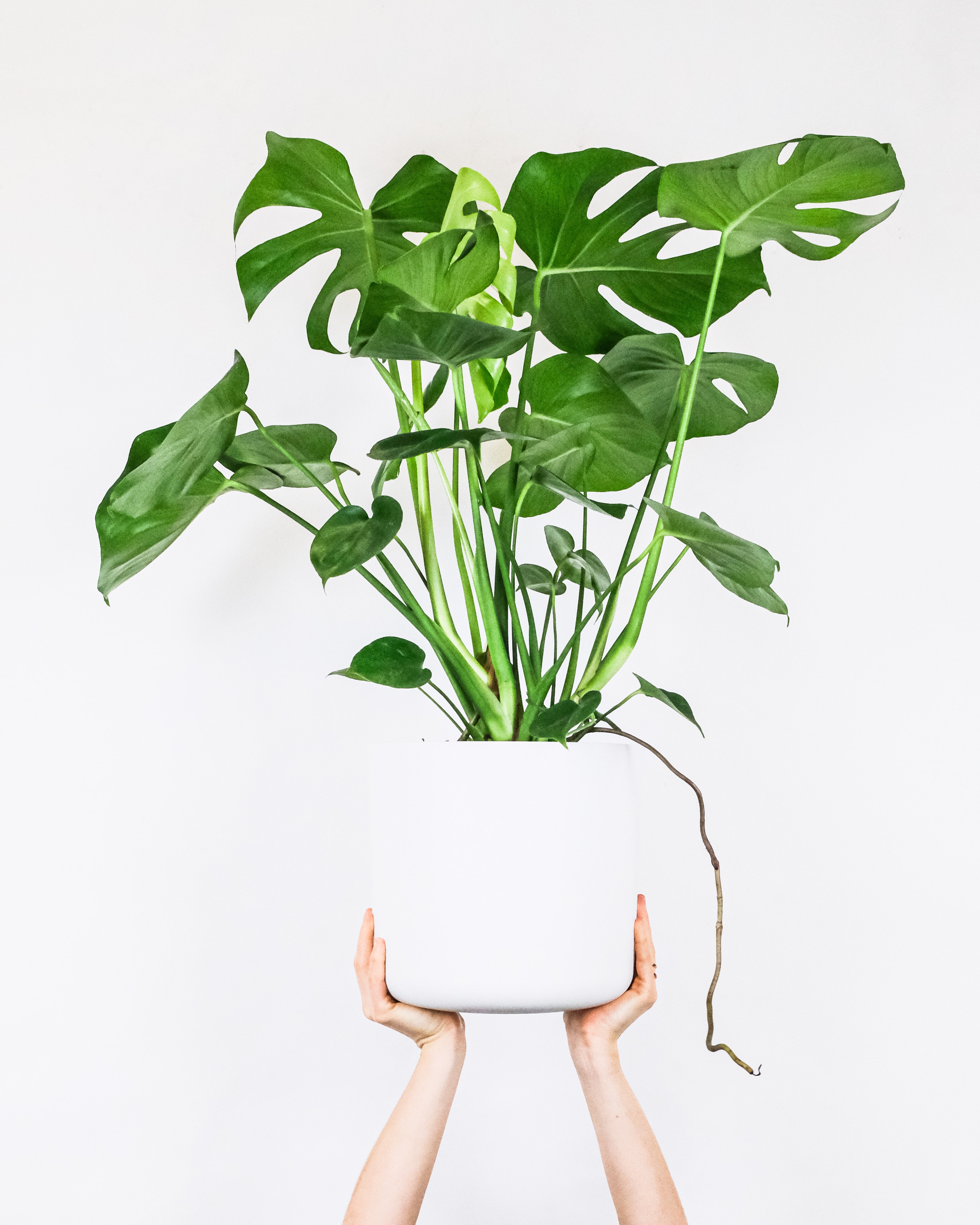 philodendron green princess größe Philodendron Green Princess | Houseplant main image 0