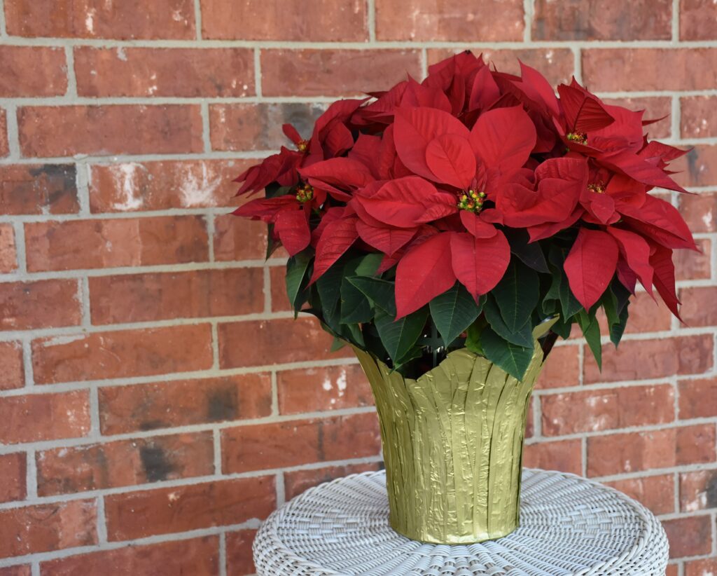 How to look after a Poinsettia Indoors