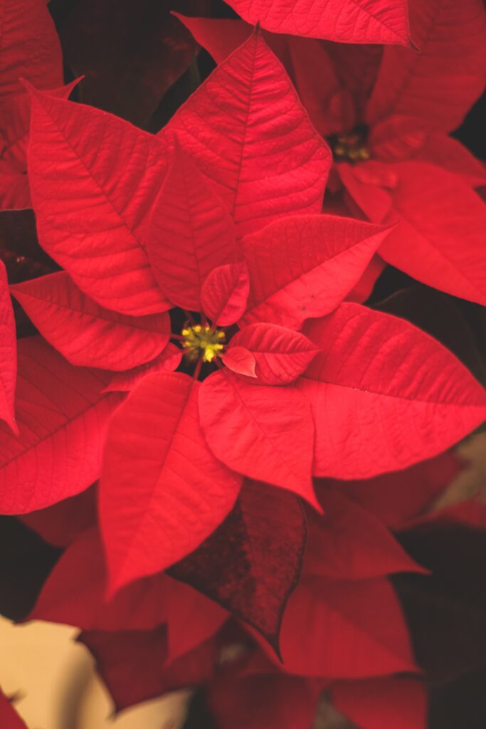 how to look after a poinsettia indoors