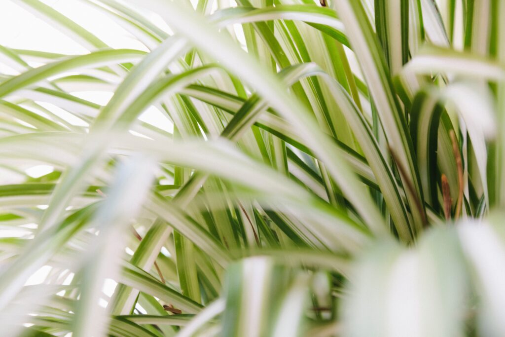 SPIDER PLANT