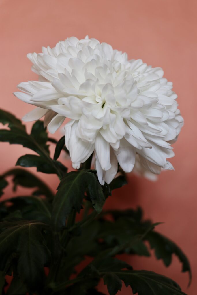 CHRYSANTHEMUM