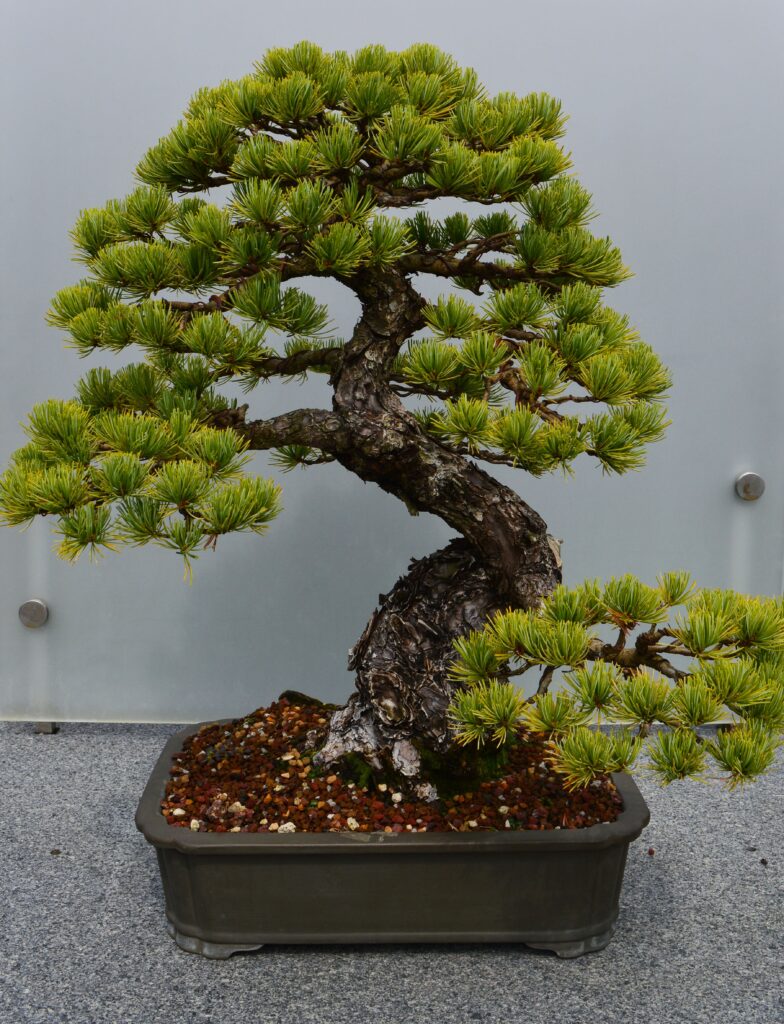 How to look after a Bonsai Tree Indoors​