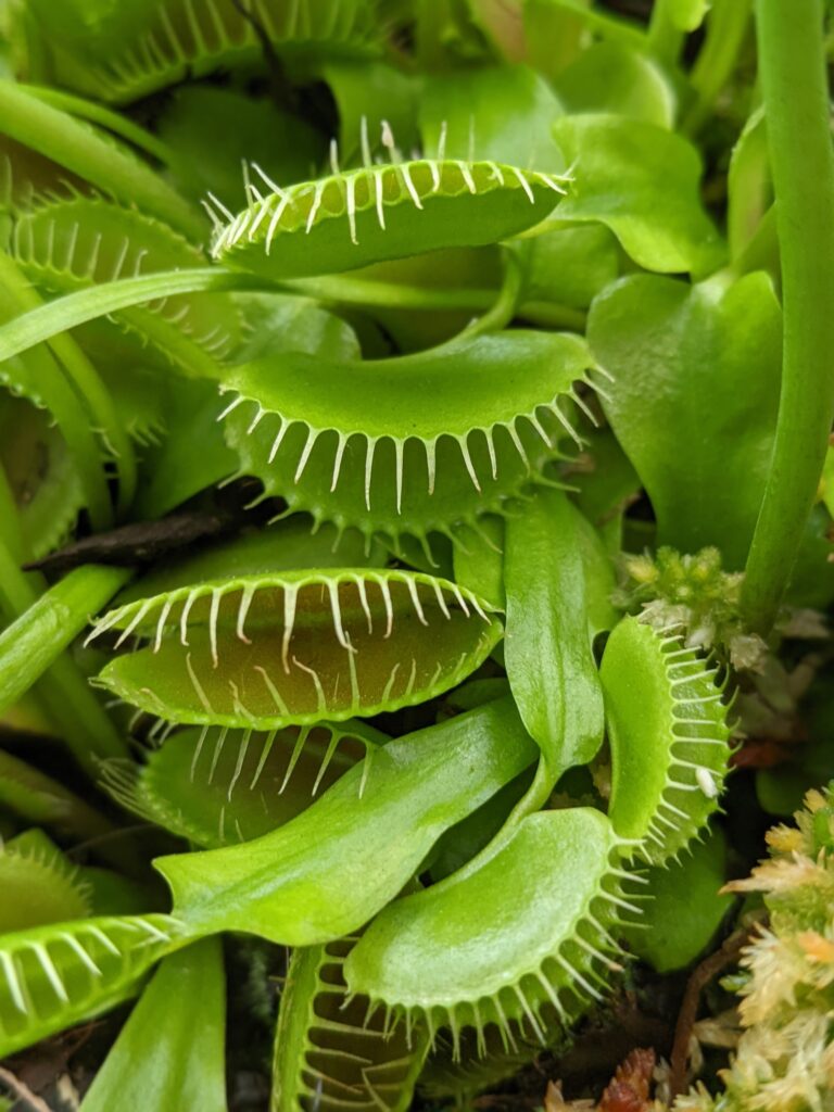 How to take care of a Venus fly trap