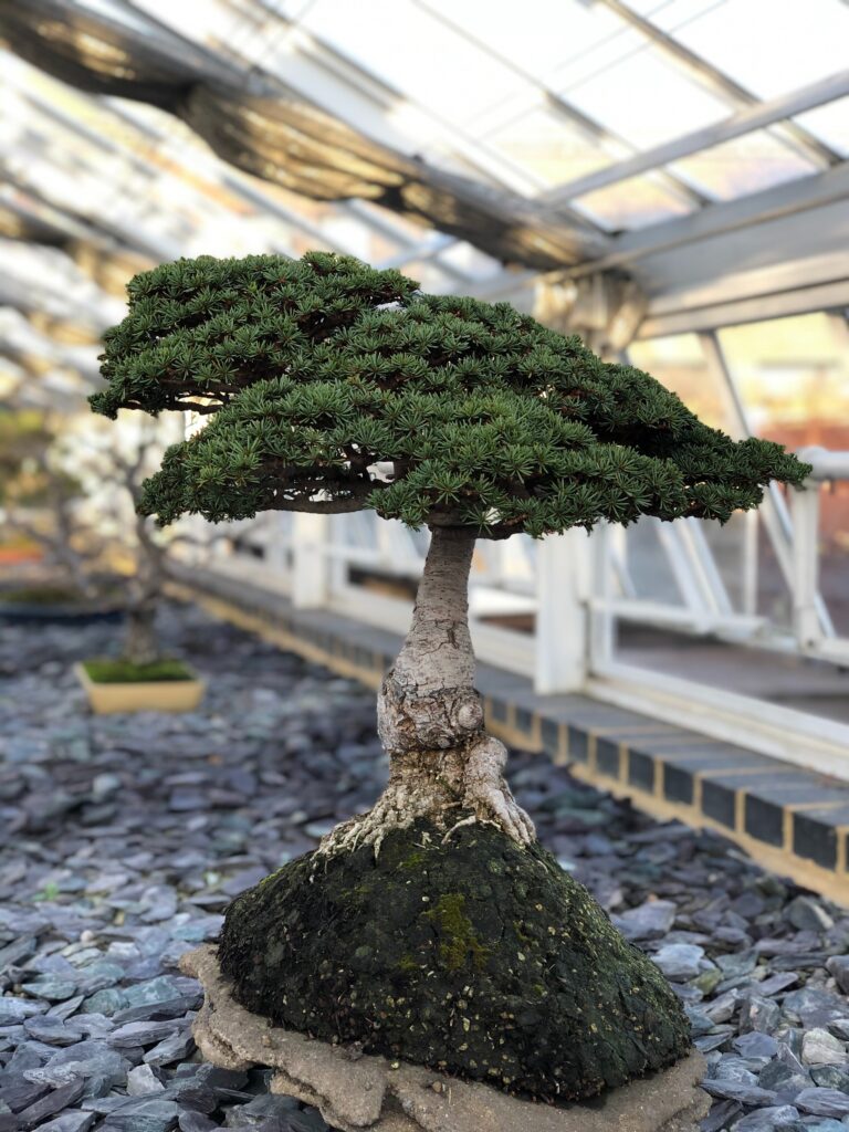 How to look after a bonsai tree indoors