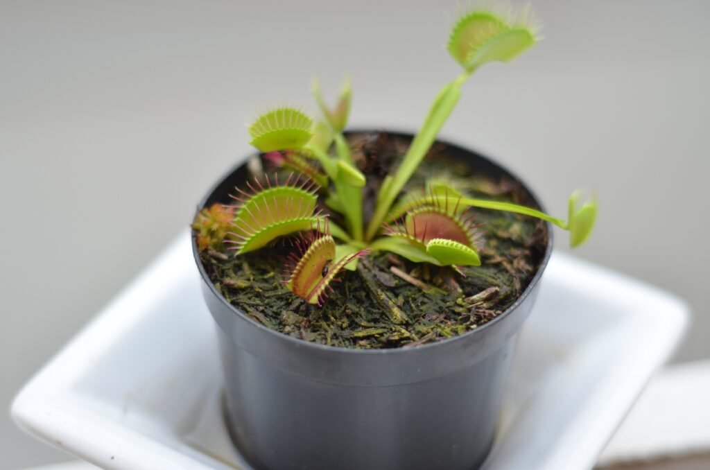 How to take care of a Venus fly trap