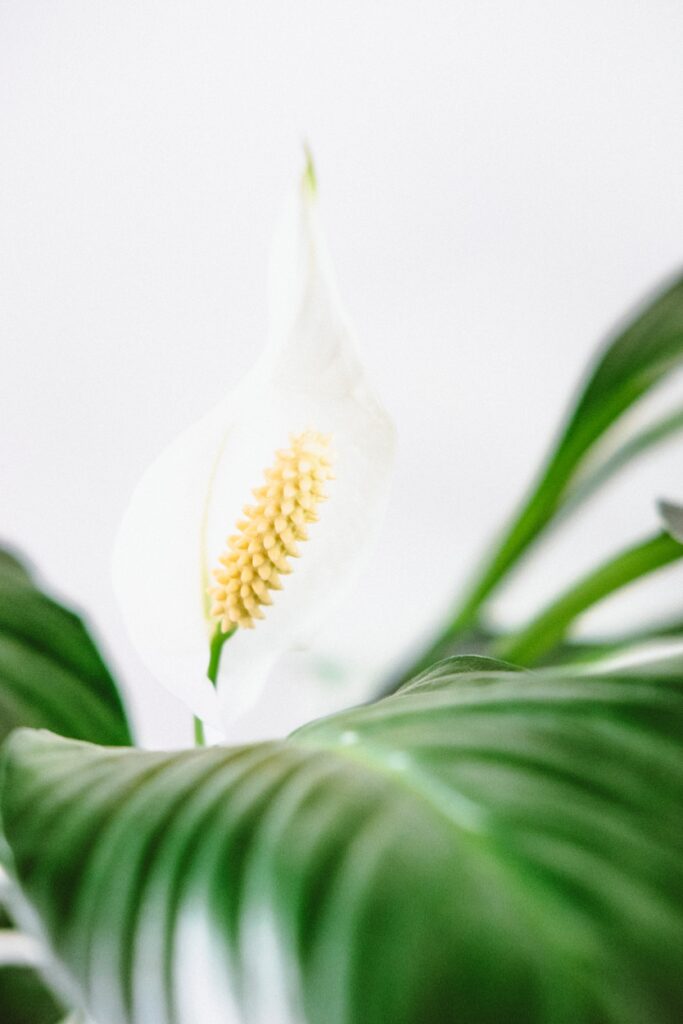 Peace Lily Not Flowering