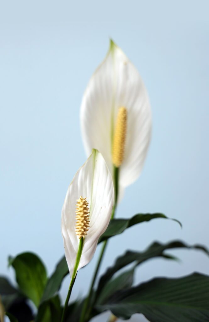 Peace Lily Not Flowering