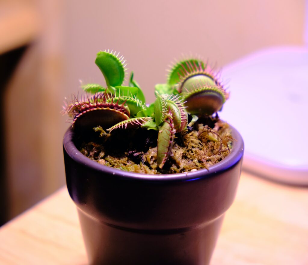 Venus Flytrap