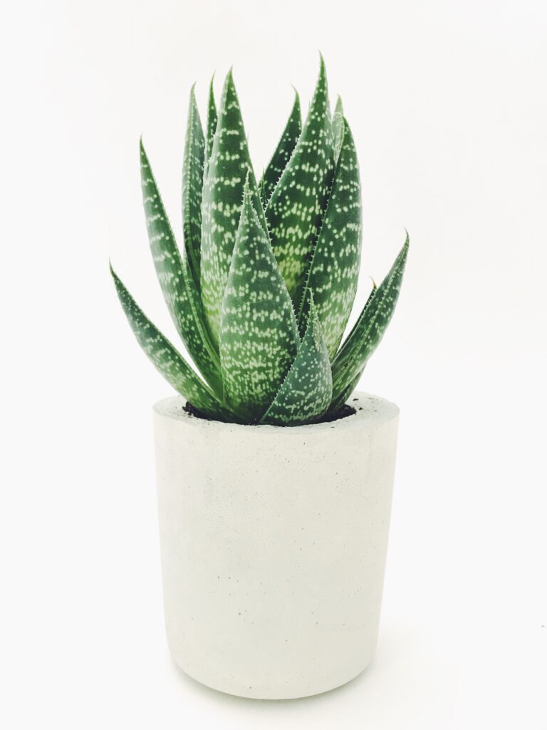 ALOE VERA